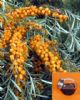 Seabuckthorn Fruit Oil